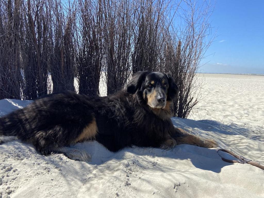 Ferien Im Wangerland Ferienwohnung Leuchtturm Minsen Schillig Hund Pool Sauna Norderaltendeich Exterior foto